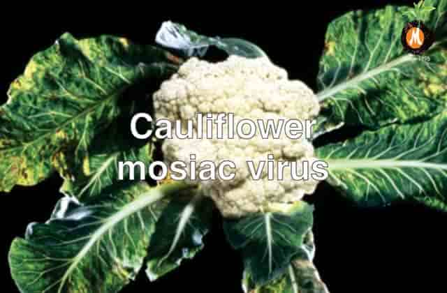 Virucide for Cauliflower mosiac virus cure