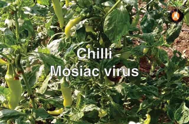 Antivirus solution for Chilli mosiac virus