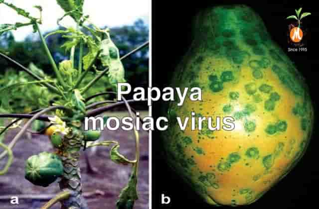 Antivirus solution for Papaya ringspot virus