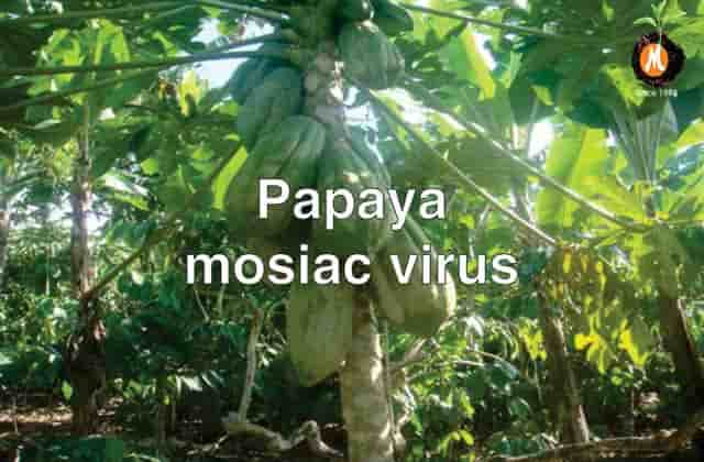 Virucide for Papaya mosiac virus cure