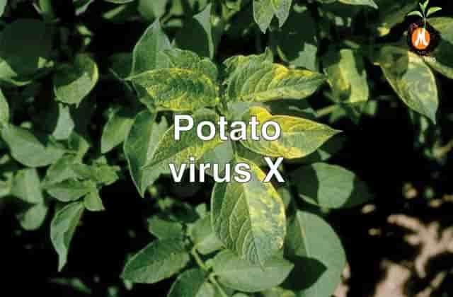Virucide for Potato virus X cure
