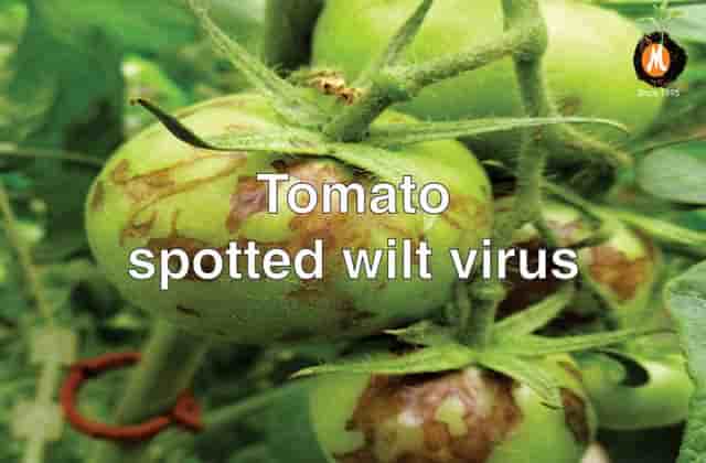 Virucide for tomato spotted wilt virus cure