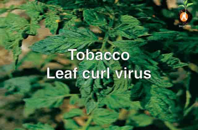 Virucide for Tobacco leaf curl virus cure