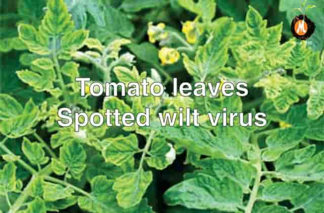 Virucide for Tomato leaves spotted virus