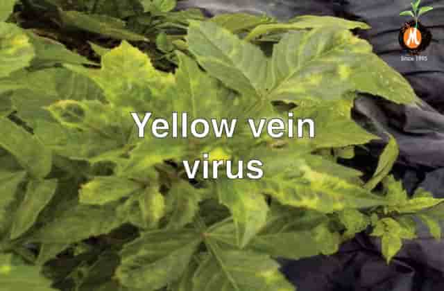 Virucide for Yellow vein virus cure